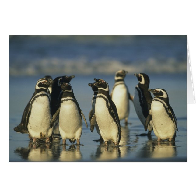 Magellanische Pinguine, Spheniskus (Vorderseite (Horizontal))