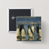 Magellanische Pinguine, Spheniskus Button (Vorne & Hinten)