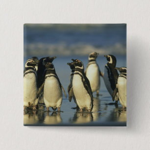 Magellanische Pinguine, Spheniskus Button