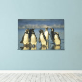 Magellanische Pinguine, Spheniskus Leinwanddruck (Insitu (Holzboden))