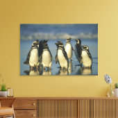 Magellanische Pinguine, Spheniskus Leinwanddruck (Insitu (Wohnzimmer))