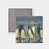 Magellanische Pinguine, Spheniskus Magnet (Vorderseite/Rückseite)
