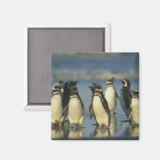 Magellanische Pinguine, Spheniskus Magnet (Vorderseite/Rückseite)