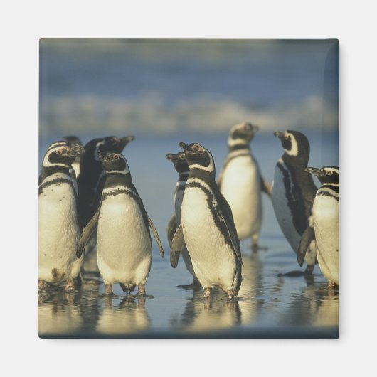 Magellanische Pinguine, Spheniskus Magnet (Vorne)