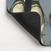 Magellanische Pinguine, Spheniskus Mousepad (Ecke)