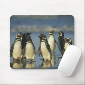 Magellanische Pinguine, Spheniskus Mousepad (Mit Mouse)