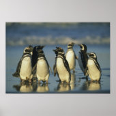 Magellanische Pinguine, Spheniskus Poster (Vorne)