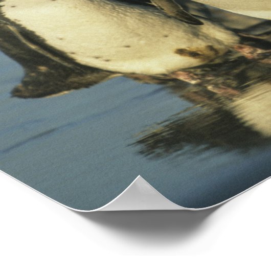 Magellanische Pinguine, Spheniskus Poster (Ecke)