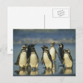 Magellanische Pinguine, Spheniskus Postkarte (Vorne/Hinten)