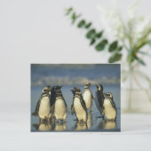 Magellanische Pinguine, Spheniskus Postkarte (Stehend Vorderseite)