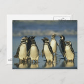Magellanische Pinguine, Spheniskus Postkarte (Vorne/Hinten)