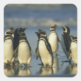 Magellanische Pinguine, Spheniskus Quadratischer Aufkleber