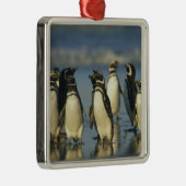 Magellanische Pinguine, Spheniskus Silbernes Ornament (Rechts)