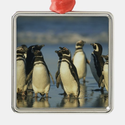 Magellanische Pinguine, Spheniskus Silbernes Ornament (Vorne)