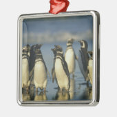 Magellanische Pinguine, Spheniskus Silbernes Ornament (Links)