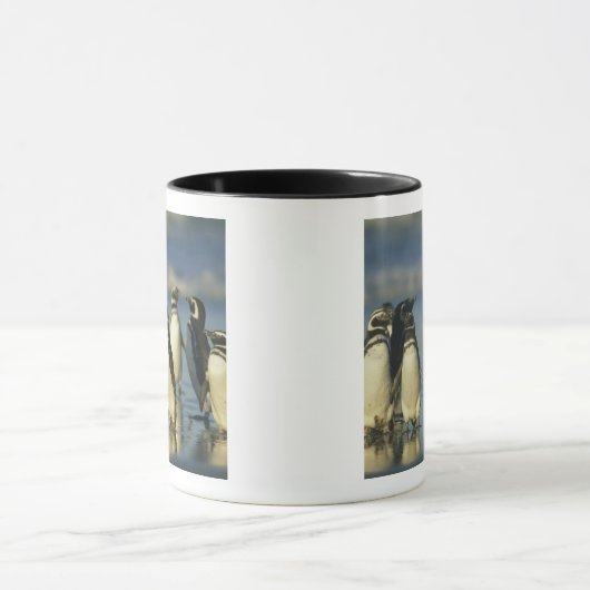 Magellanische Pinguine, Spheniskus Tasse (Zentrum)