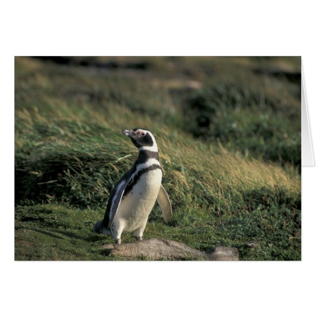 Magellanischer Penguin (Spheniscus magellanicus), (Vorderseite (Horizontal))