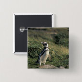 Magellanischer Penguin (Spheniscus magellanicus), Button (Vorne & Hinten)