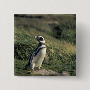 Magellanischer Penguin (Spheniscus magellanicus), Button