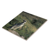 Magellanischer Penguin (Spheniscus magellanicus), Fliese (Seite)