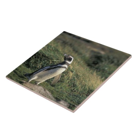 Magellanischer Penguin (Spheniscus magellanicus), Fliese (Seite)