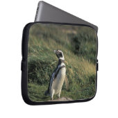 Magellanischer Penguin (Spheniscus magellanicus), Laptopschutzhülle (Vorne Rechts)