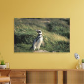 Magellanischer Penguin (Spheniscus magellanicus), Leinwanddruck (Insitu (Wohnzimmer))