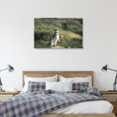 Magellanischer Penguin (Spheniscus magellanicus), Leinwanddruck (Insitu (Schlafzimmer))