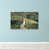 Magellanischer Penguin (Spheniscus magellanicus), Leinwanddruck (Insitu (Holzboden))