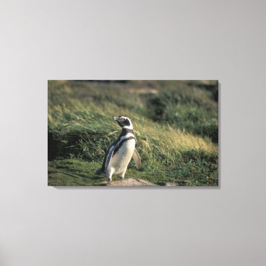 Magellanischer Penguin (Spheniscus magellanicus), Leinwanddruck (Vorderseite)