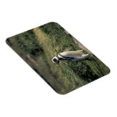 Magellanischer Penguin (Spheniscus magellanicus), Magnet (Rechte Seite)