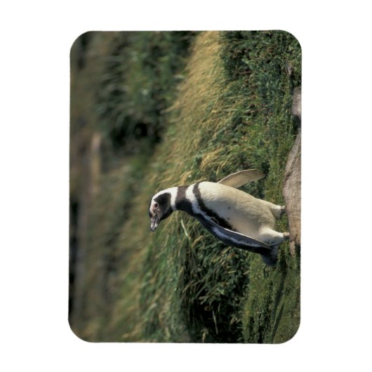 Magellanischer Penguin (Spheniscus magellanicus), Magnet (Vertikal)