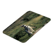 Magellanischer Penguin (Spheniscus magellanicus), Magnet (Linke Seite)