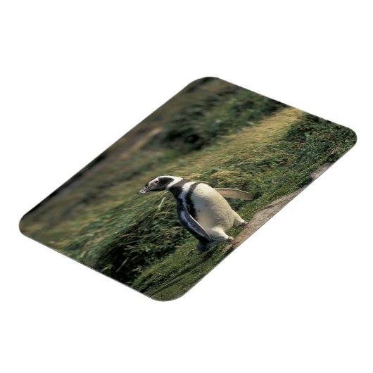 Magellanischer Penguin (Spheniscus magellanicus), Magnet (Linke Seite)