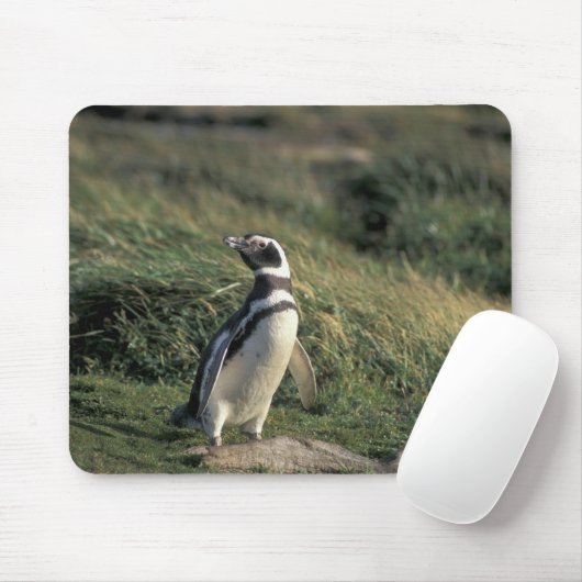 Magellanischer Penguin (Spheniscus magellanicus), Mousepad (Mit Mouse)