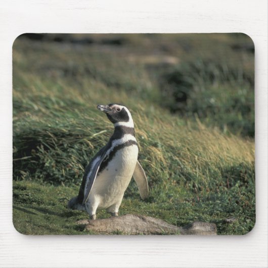 Magellanischer Penguin (Spheniscus magellanicus), Mousepad (Vorne)