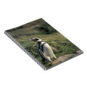 Magellanischer Penguin (Spheniscus magellanicus), Notizblock (Rechte Seite)