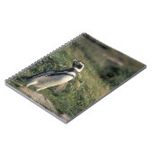 Magellanischer Penguin (Spheniscus magellanicus), Notizblock (Linke Seite)