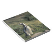 Magellanischer Penguin (Spheniscus magellanicus), Notizblock (angewinkelt)