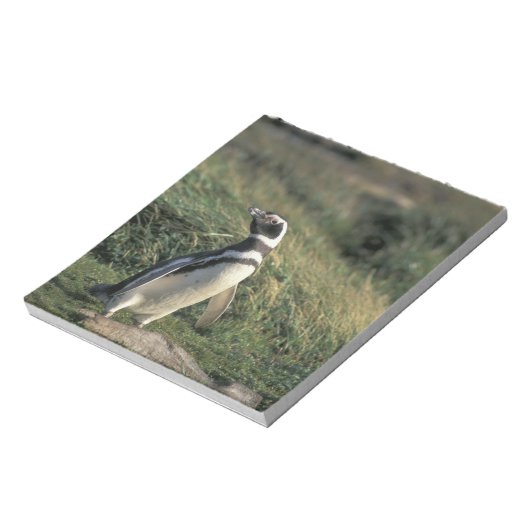 Magellanischer Penguin (Spheniscus magellanicus), Notizblock (Rotiert)