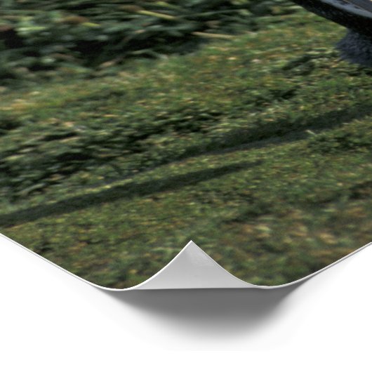 Magellanischer Penguin (Spheniscus magellanicus), Poster (Ecke)