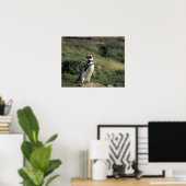 Magellanischer Penguin (Spheniscus magellanicus), Poster (Heimbüro)