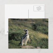 Magellanischer Penguin (Spheniscus magellanicus), Postkarte (Vorne/Hinten)