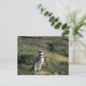 Magellanischer Penguin (Spheniscus magellanicus), Postkarte (Stehend Vorderseite)