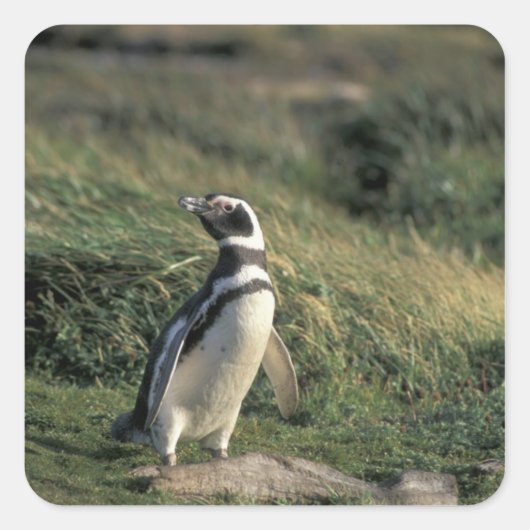 Magellanischer Penguin (Spheniscus magellanicus), Quadratischer Aufkleber (Vorderseite)