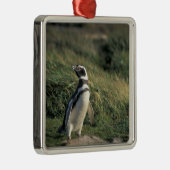 Magellanischer Penguin (Spheniscus magellanicus), Silbernes Ornament (Rechts)