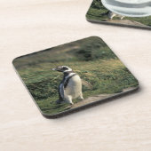 Magellanischer Penguin (Spheniscus magellanicus), Untersetzer (Linke Seite)