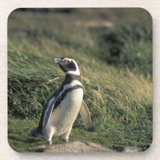 Magellanischer Penguin (Spheniscus magellanicus), Untersetzer (Vorderseite)