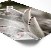 Magengrüner Sukkulat mit braunen Tipps Fotodruck (Ecke)