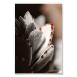 Magengrüner Sukkulat mit braunen Tipps Fotodruck